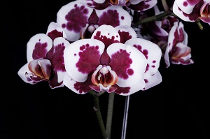 Phalaenopsis Lianher Bulls Orchid Fest AM/AOS 83 pts.